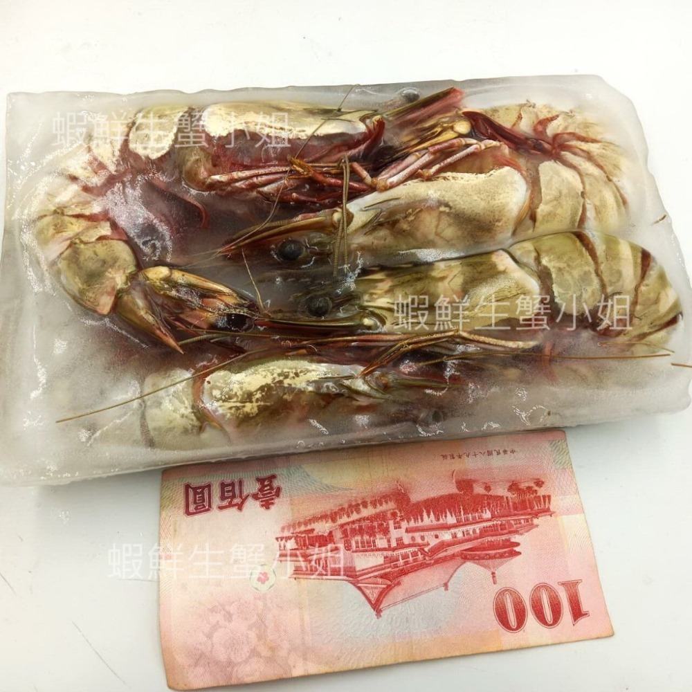 【蝦鮮生蟹小姐】海草蝦(肥豬蝦)  500g/盒  4隻裝  *巨無霸規格 ， 殼薄肉多 **每盒700元**-細節圖3