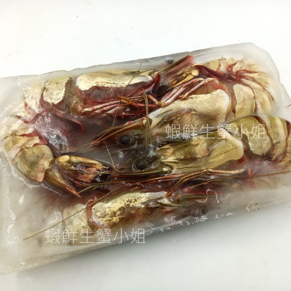【蝦鮮生蟹小姐】海草蝦(肥豬蝦)  500g/盒  4隻裝  *巨無霸規格 ， 殼薄肉多 **每盒700元**-細節圖4