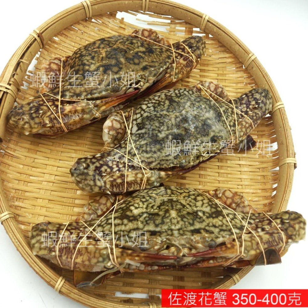 【蝦鮮生蟹小姐】佐渡花蟹(母)  1050克上/包 3隻入  *可清蒸或做鍋物料理! **每包630元**-細節圖2
