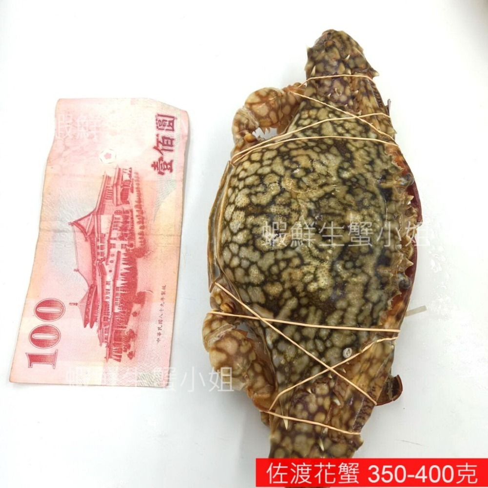 【蝦鮮生蟹小姐】佐渡花蟹(母)  1050克上/包 3隻入  *可清蒸或做鍋物料理! **每包630元**-細節圖3