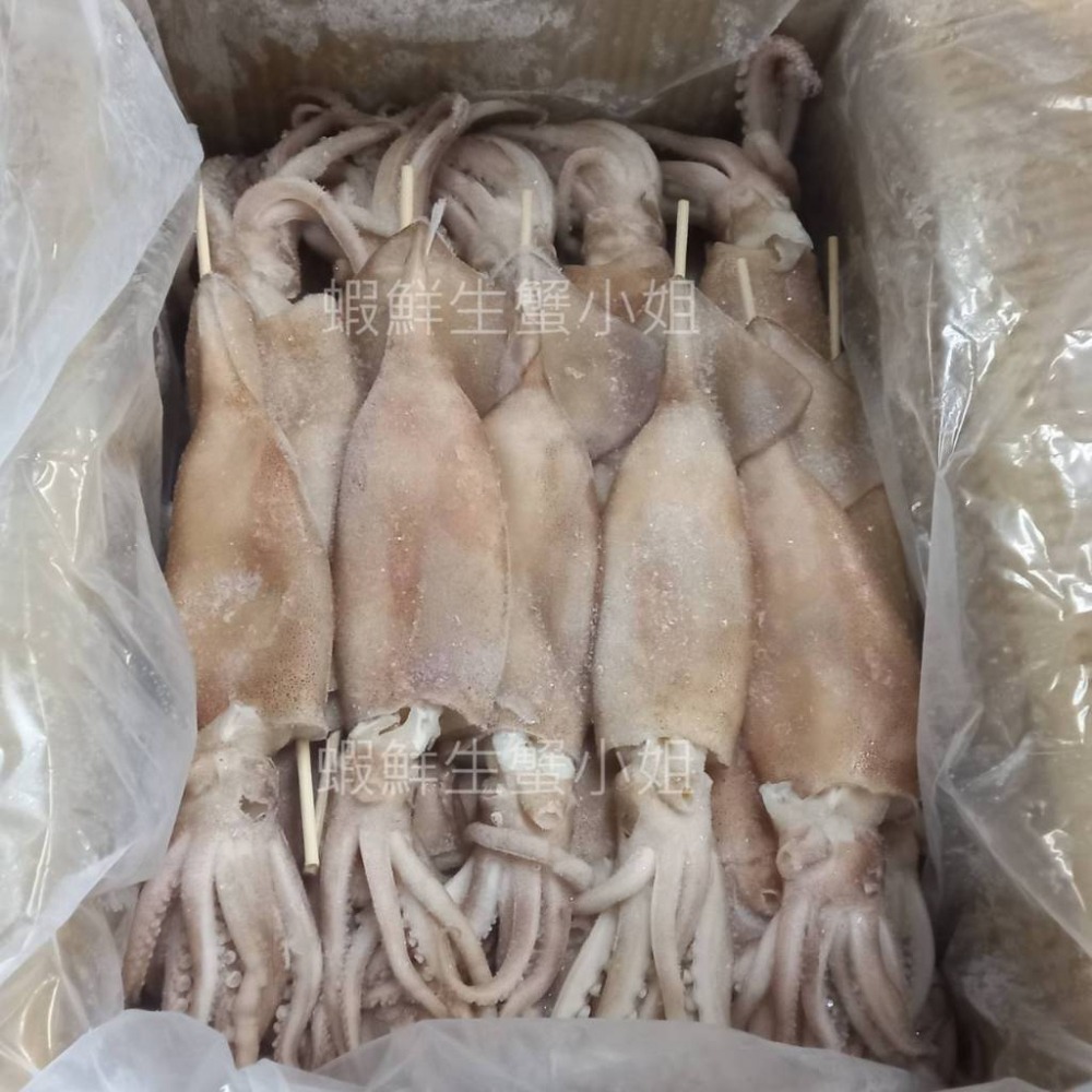 【蝦鮮生蟹小姐】魷魚串 XL240-270g/隻 一箱30隻裝  ！ **每箱2460元*-細節圖2