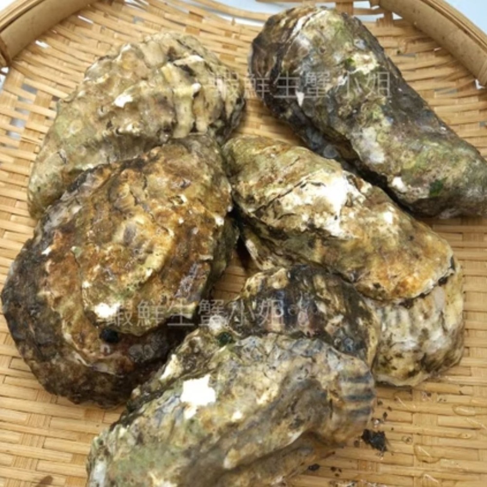 【蝦鮮生蟹小姐】全殼生蠔美國  5粒裝/包 900克上 每包只要410元!-細節圖2