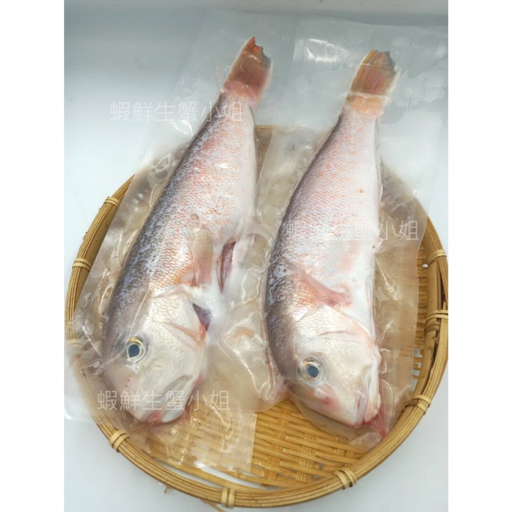 【蝦鮮生蟹小姐】馬頭魚   高價的食用魚，蛋白質含量高，肉質柔嫩鮮美-細節圖2