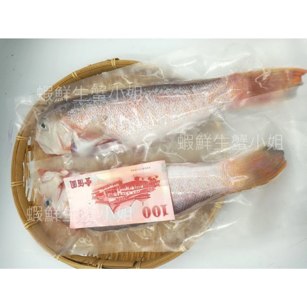 【蝦鮮生蟹小姐】馬頭魚   高價的食用魚，蛋白質含量高，肉質柔嫩鮮美-細節圖5