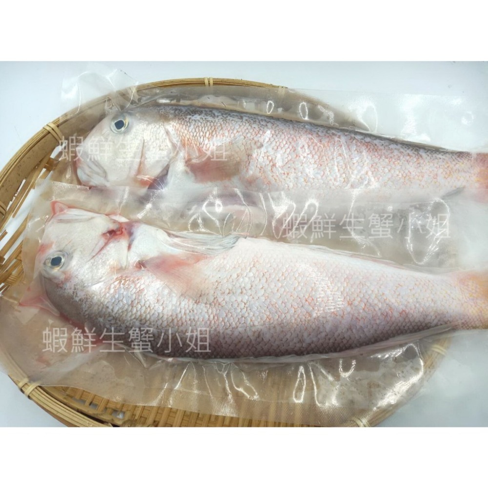 【蝦鮮生蟹小姐】馬頭魚   高價的食用魚，蛋白質含量高，肉質柔嫩鮮美-細節圖6