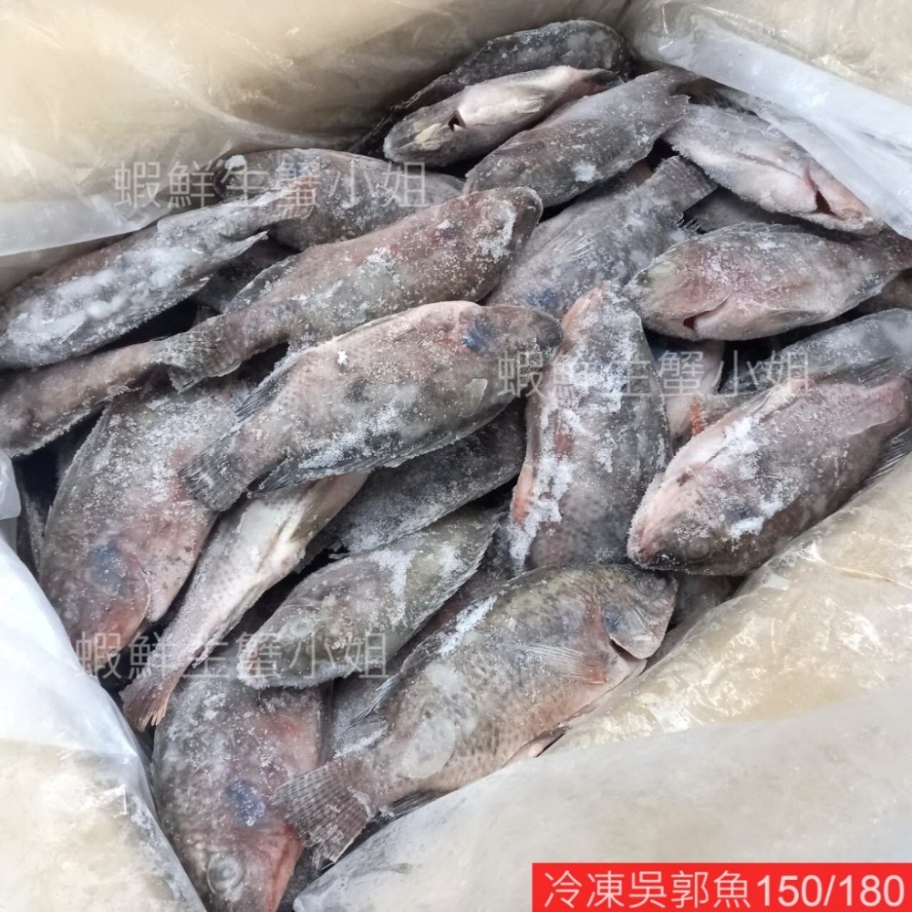 【蝦鮮生蟹小姐】冷凍吳郭魚 150/180 已殺清  10公斤裝/箱  肉質細緻,價格很平價CP值高 *每箱1050元-細節圖3