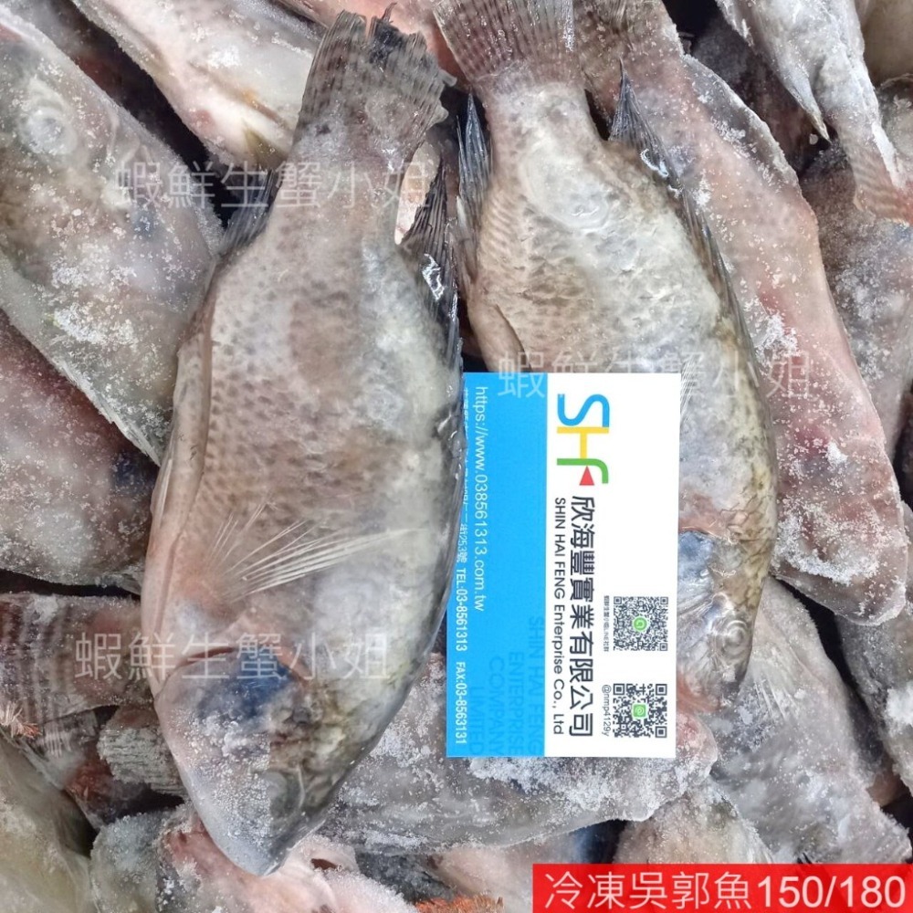 【蝦鮮生蟹小姐】冷凍吳郭魚 150/180 已殺清  10公斤裝/箱  肉質細緻,價格很平價CP值高 *每箱1050元-細節圖5