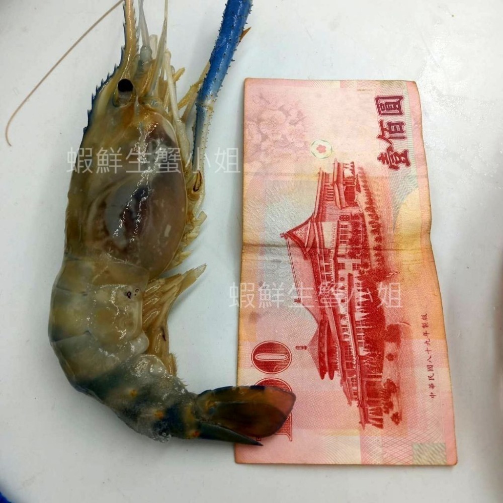 【蝦鮮生蟹小姐】凍泰國蝦 (公) 5隻裝   500克/盒 *肥美大隻,肉質彈牙 **每盒420元**-細節圖2