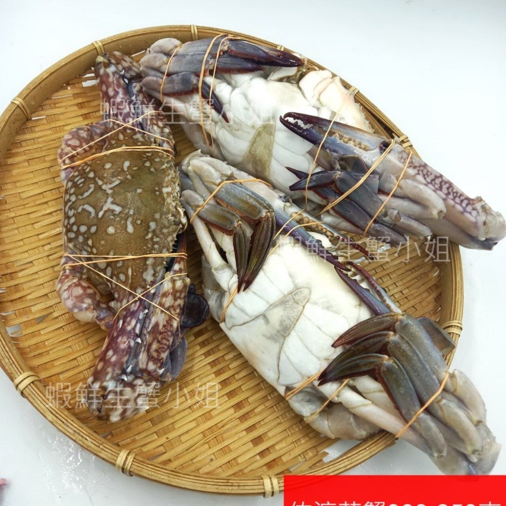 【蝦鮮生蟹小姐】佐渡花蟹(公)  900克上/包 3隻入  *可清蒸或做鍋物料理! **每包560元**-細節圖2