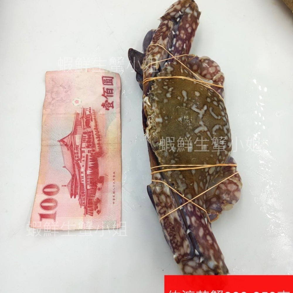 【蝦鮮生蟹小姐】佐渡花蟹(公)  900克上/包 3隻入  *可清蒸或做鍋物料理! **每包560元**-細節圖3