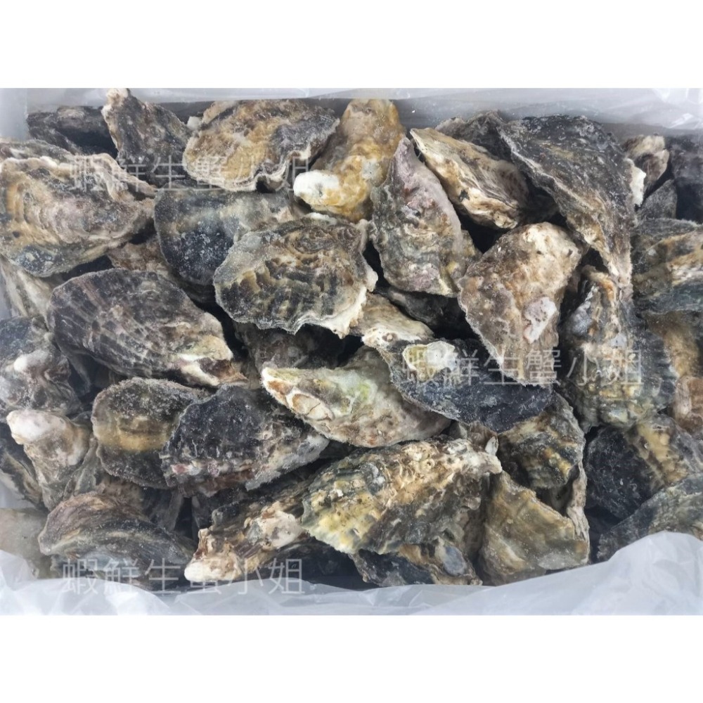 【蝦鮮生蟹小姐】全殼生蠔  80-110g  1箱10公斤(免運)   *生食級生蠔，鮮度肥度破表!! 每箱3900元-細節圖3