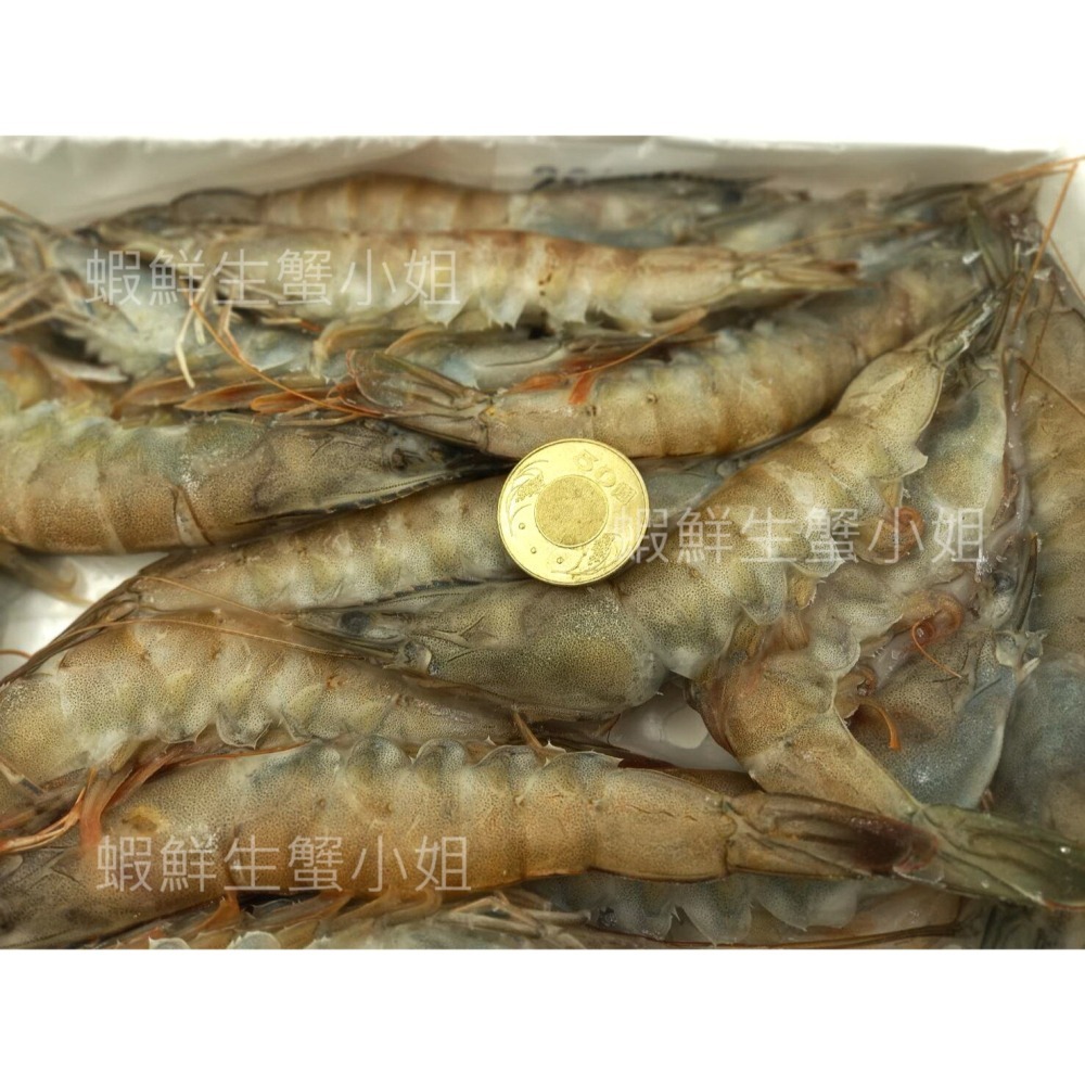 【蝦鮮生蟹小姐】活凍大白蝦 26/30  一盒12-15隻   *肉質充滿彈性又鮮甜   **每盒290元**-細節圖2