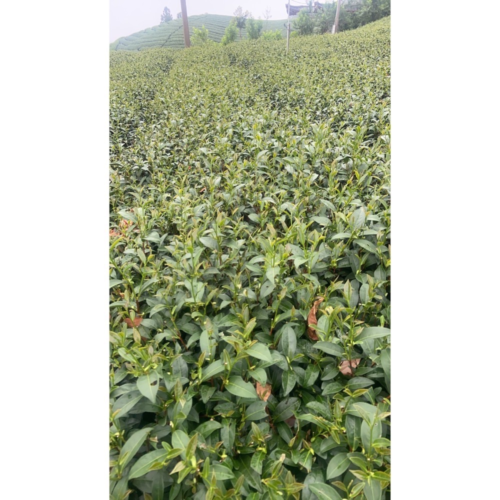 阿里山高山清新小葉烏龍茶-細節圖4