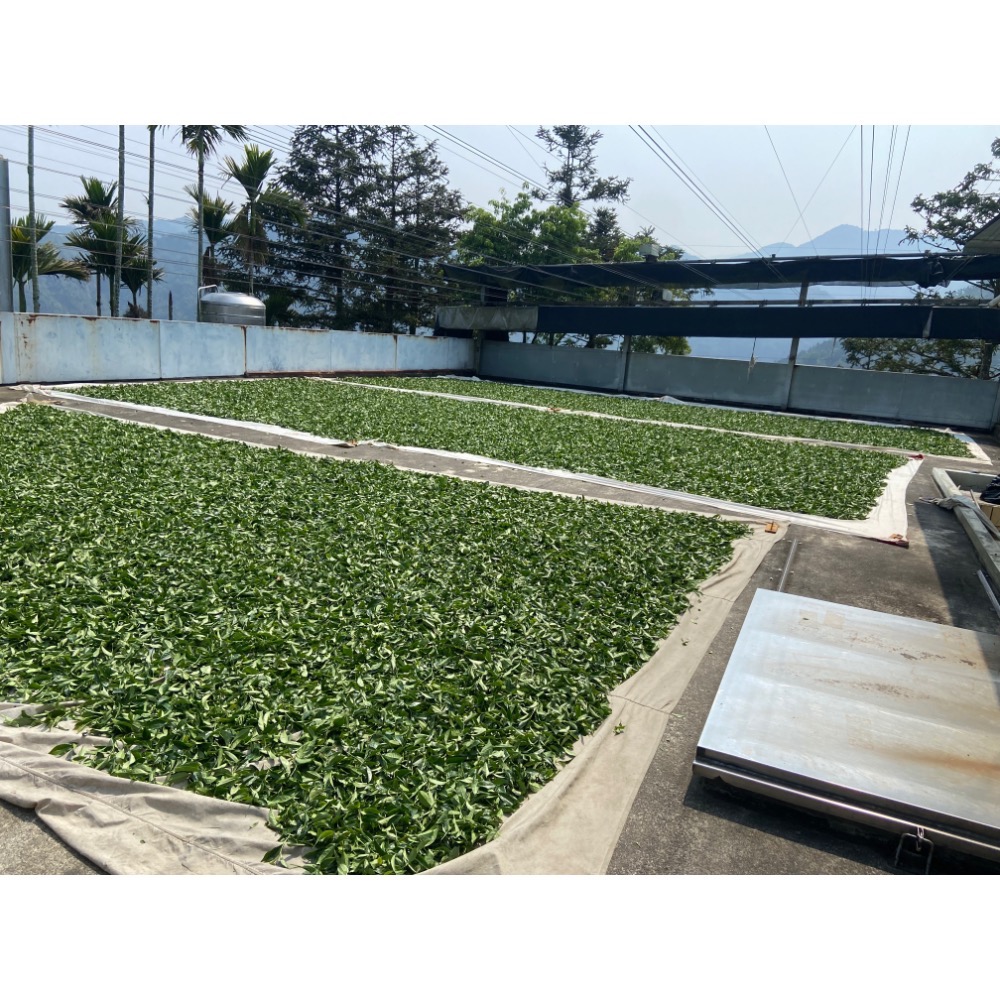 阿里山高山清新小葉烏龍茶-細節圖5