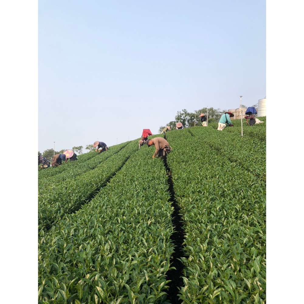 阿里山高山清新小葉烏龍茶-細節圖7