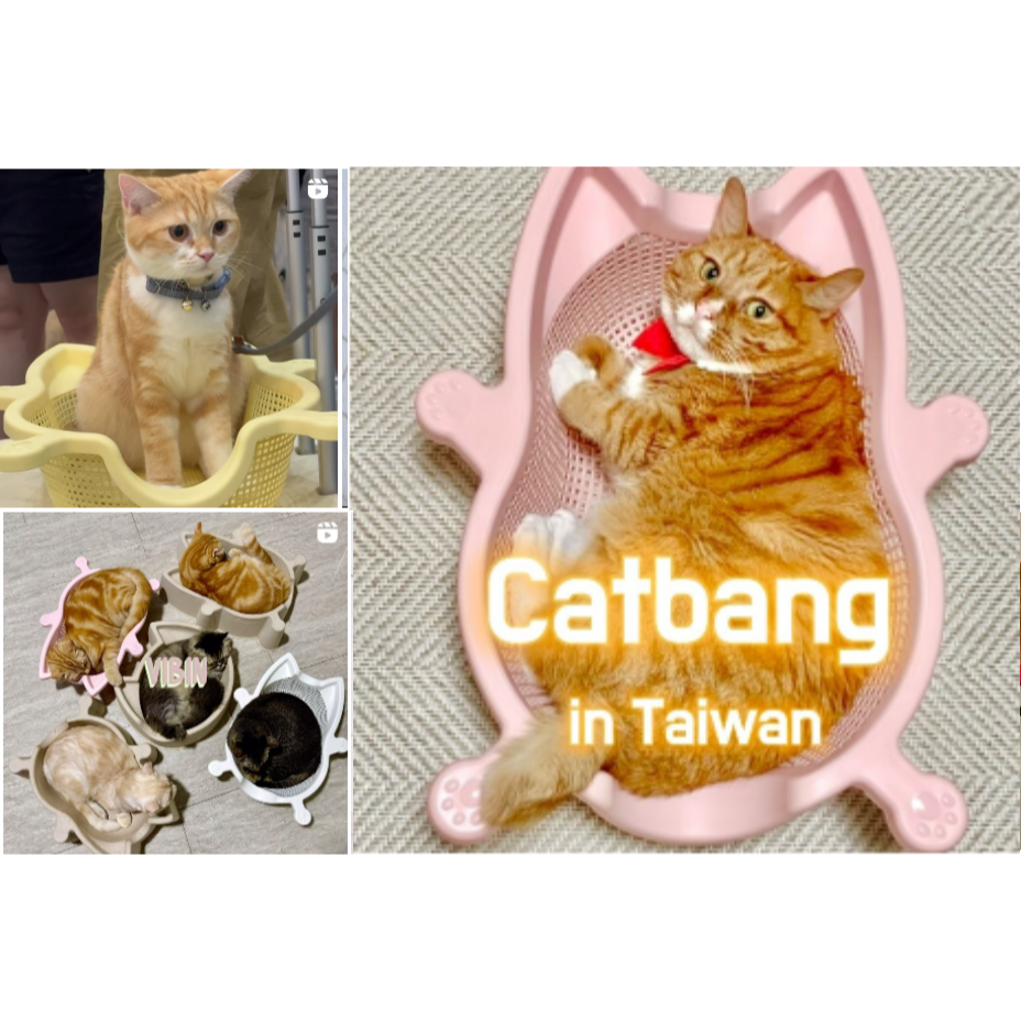 ▶保證正品◀【韓國cat bang】貓咪洗菜籃貓窩 寵物窩 貓抓窩(多色)-細節圖4