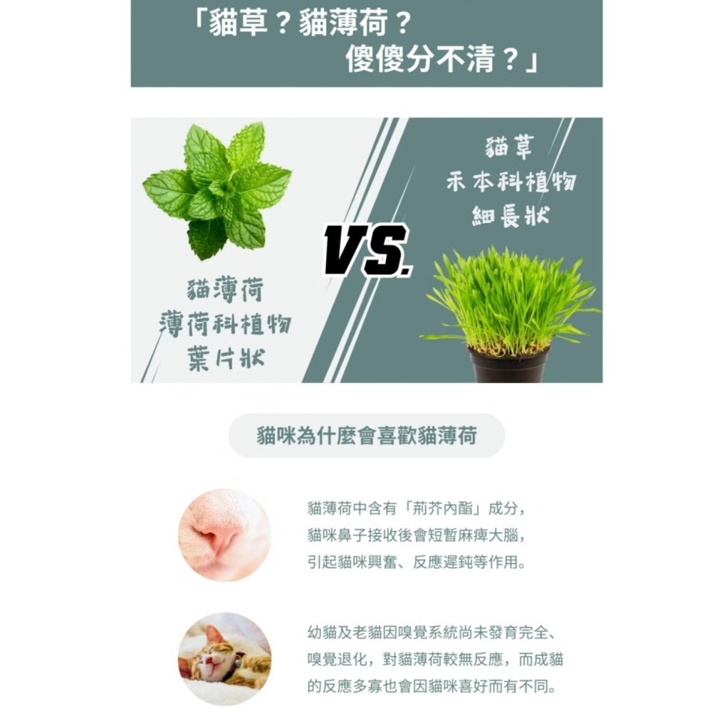 【PAWFY 普奧非】CAT SINITY 貓薄荷/研磨系列-細節圖2