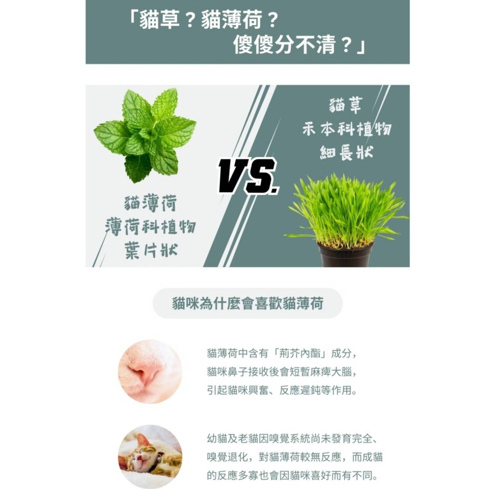 【PAWFY 普奧非】貓微醺禮盒組 #聖誕禮物 #新年禮物 #交換禮物-細節圖7