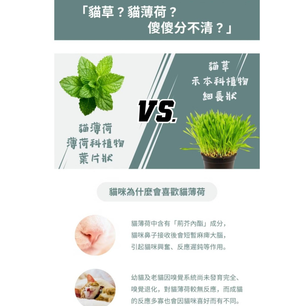 【PAWFY 普奧非】CAT SINITY 木天貓棒&木天神木-細節圖4