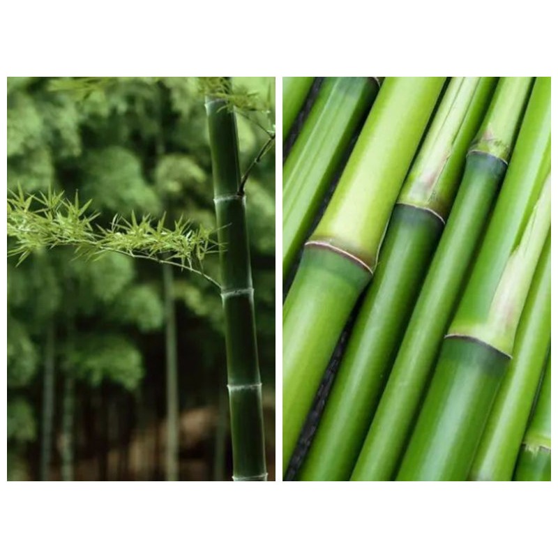 【藏茶閣】2017年雲南下關普洱茶 節節高 竹筒茶 市場稀少 勐庫高山古樹茶春料 適合收藏與贈禮 老樹茶-細節圖8