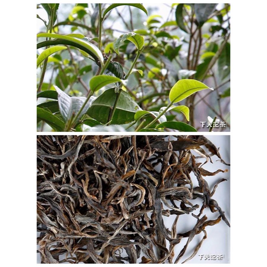【藏茶閣】2017年雲南下關普洱茶 節節高 竹筒茶 市場稀少 勐庫高山古樹茶春料 適合收藏與贈禮 老樹茶-細節圖9