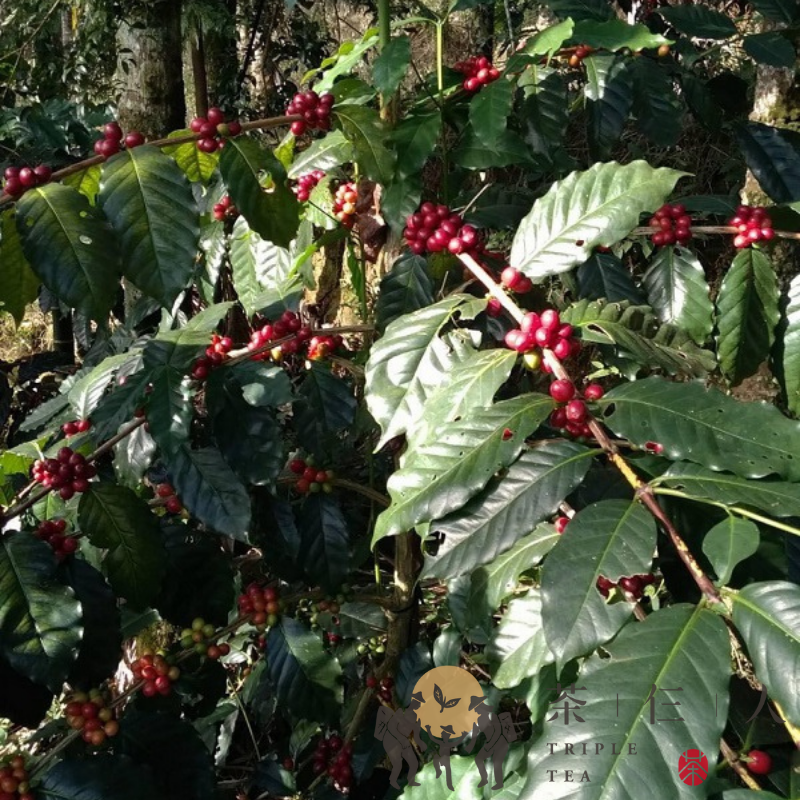 『現貨』阿里山精品咖啡-輕中烘焙 半磅裝-細節圖3