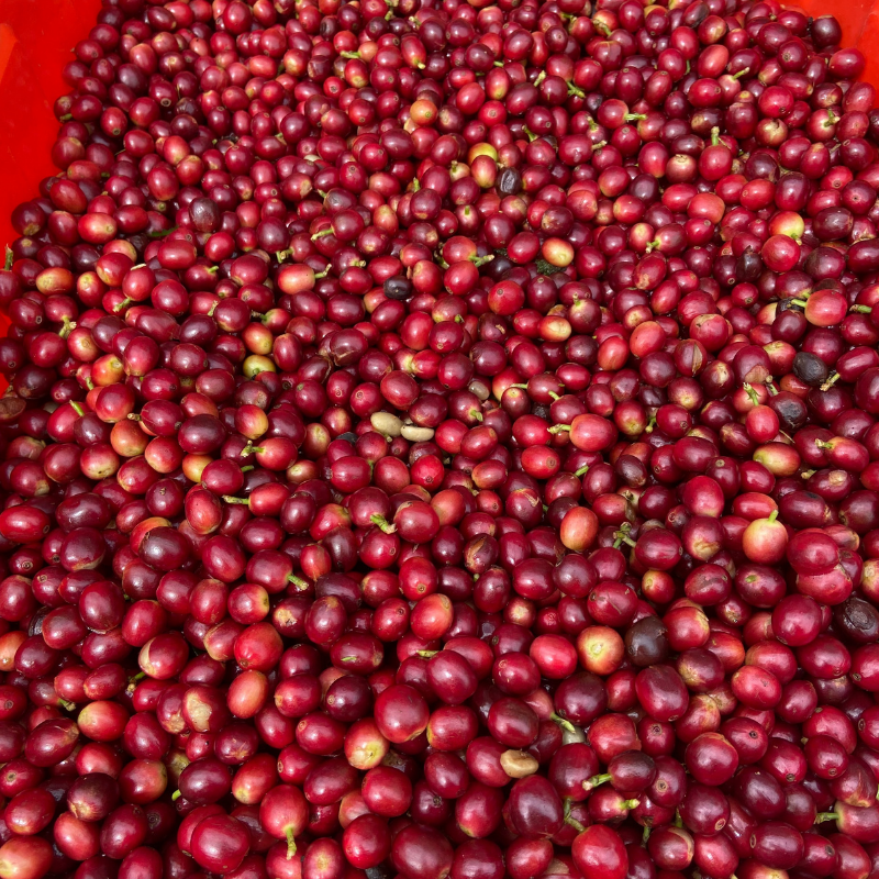 『現貨』阿里山精品咖啡-輕中烘焙 半磅裝-細節圖4