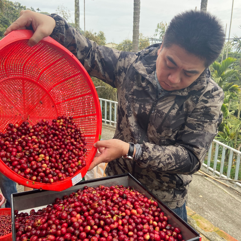 『現貨』阿里山精品咖啡-輕中烘焙 半磅裝-細節圖5