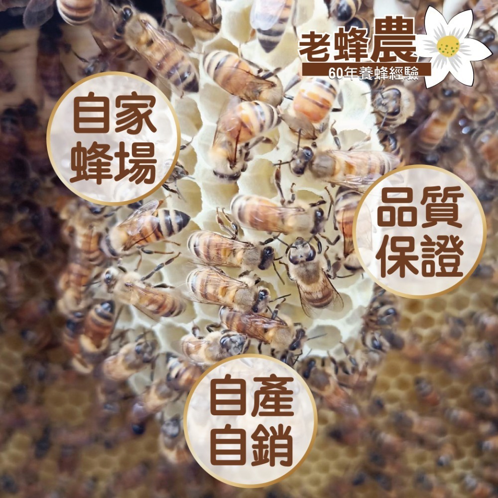 【老蜂農養蜂場】龍眼蜂蜜/百花蜂蜜 3斤(1800g)/5斤(3000g)-細節圖4