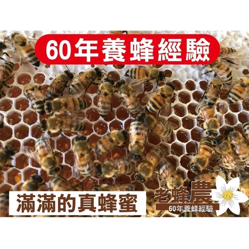 【老蜂農養蜂場】雄蜂蛹 300公克-細節圖3