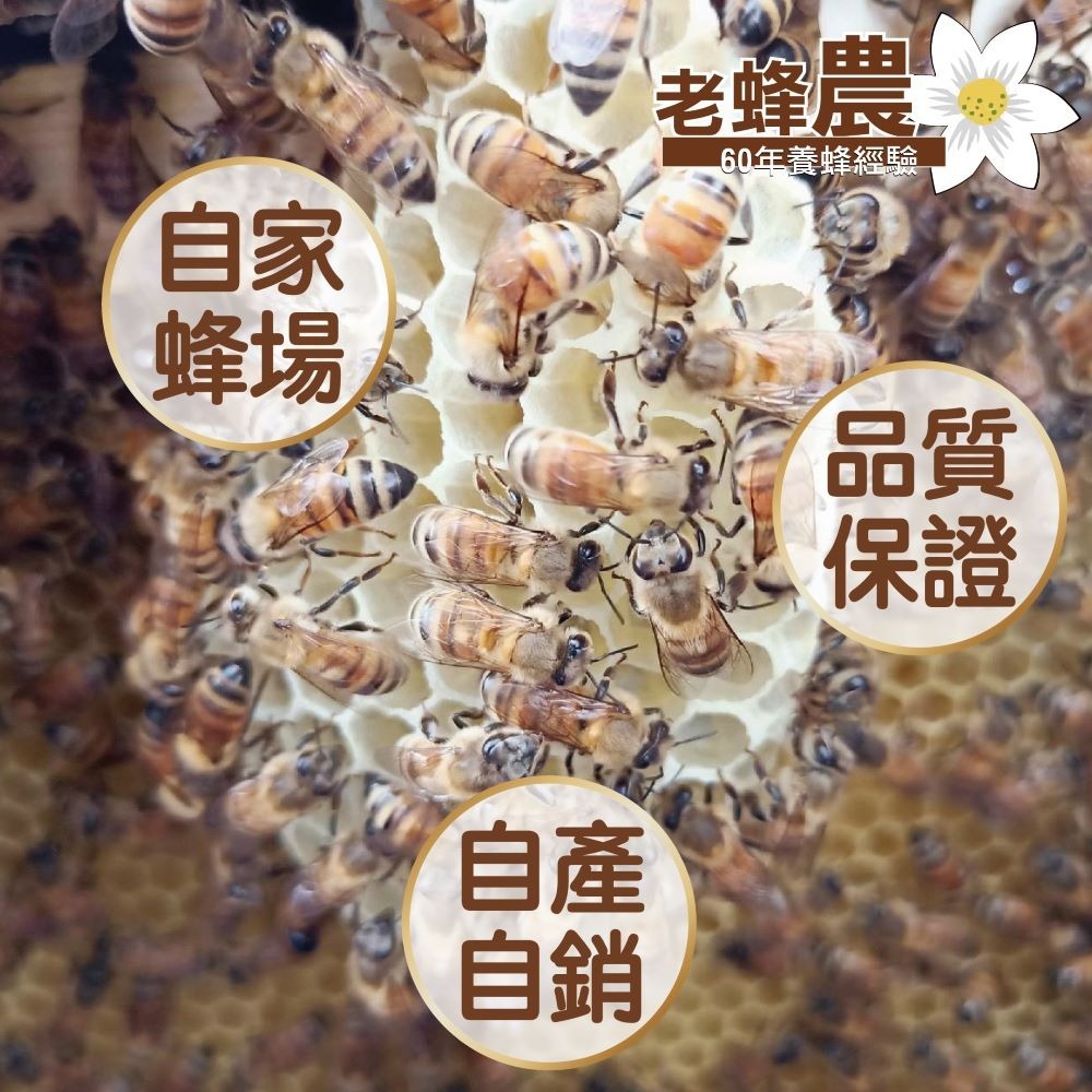 【老蜂農養蜂場】蜂蜜隨享包/蜂蜜試吃/龍眼蜜/荔枝蜜/洛神花蜜/露營必備/打開就能直接吃-細節圖5