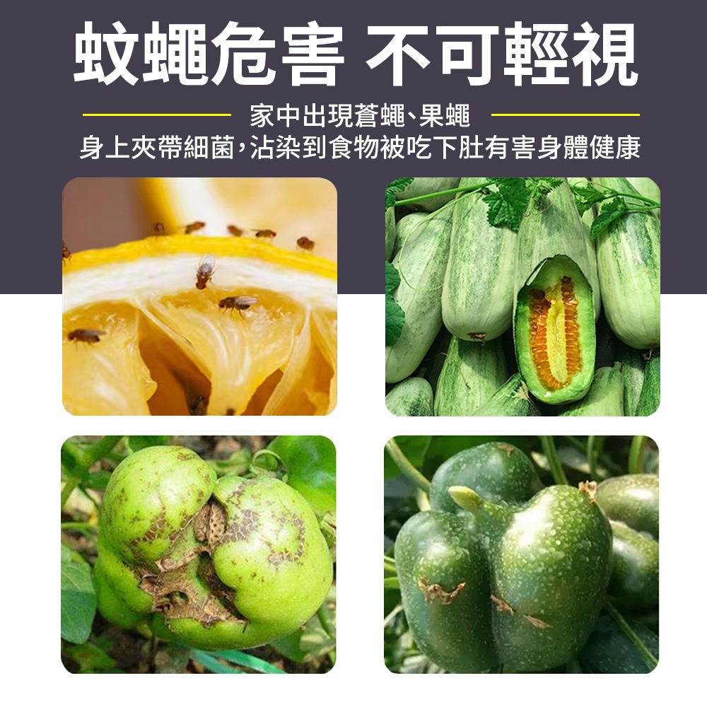 誘蠅球 超黏捕蠅球 黏蒼蠅球 捕蠅球 誘蠅球 捕蠅板 捕蠅器 黏蟲板 黏蠅板 蒼蠅貼 黏果蠅 蒼蠅紙 捕蟲-細節圖3