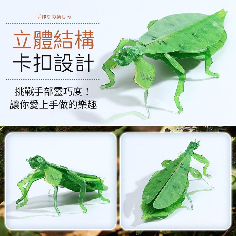 擬真3D立體拼圖 壓克力拼圖 交換禮物 昆蟲拼圖 立體拼圖-細節圖5