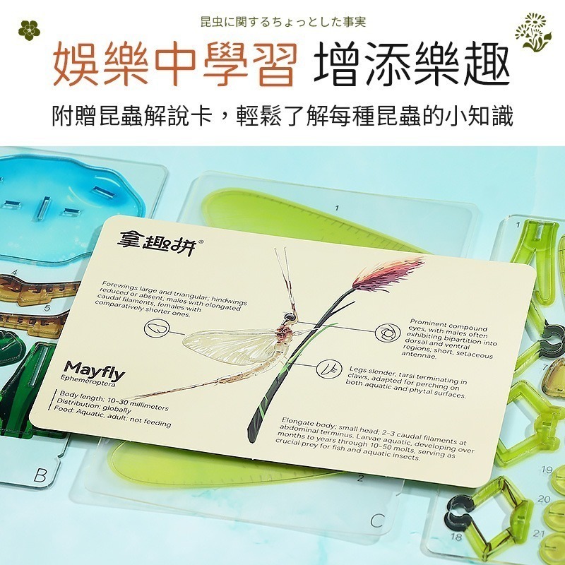 擬真3D立體拼圖 壓克力拼圖 交換禮物 昆蟲拼圖 立體拼圖-細節圖6