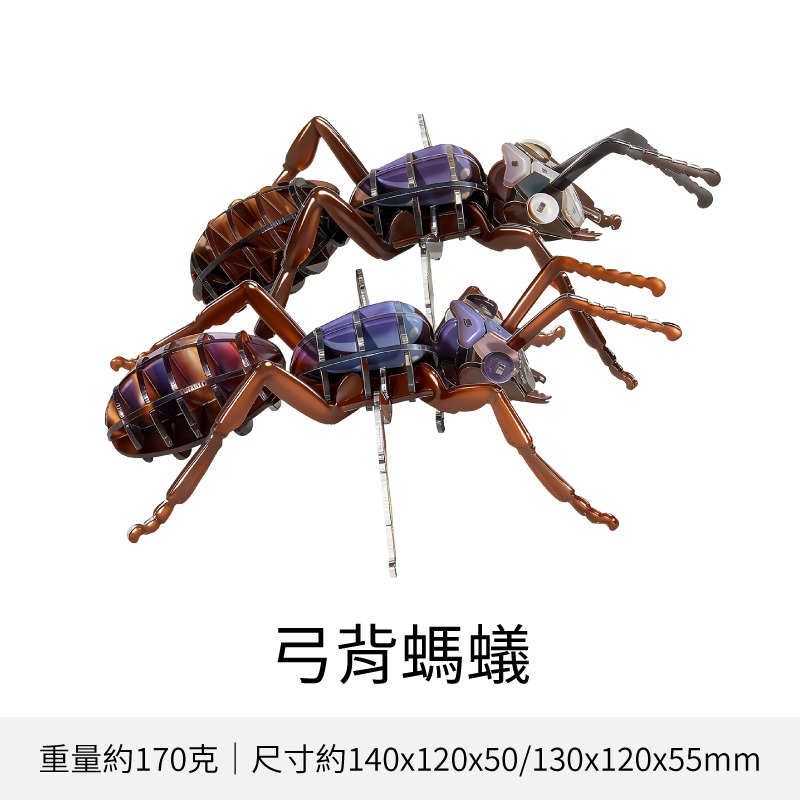 擬真3D立體拼圖 壓克力拼圖 交換禮物 昆蟲拼圖 立體拼圖-規格圖10