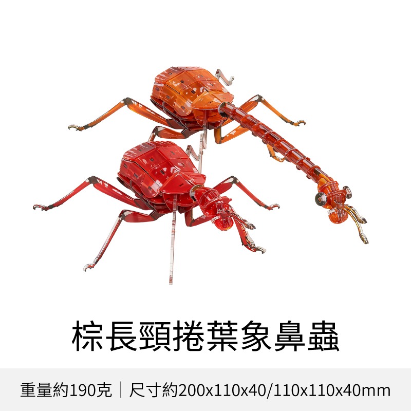 擬真3D立體拼圖 壓克力拼圖 交換禮物 昆蟲拼圖 立體拼圖-規格圖10