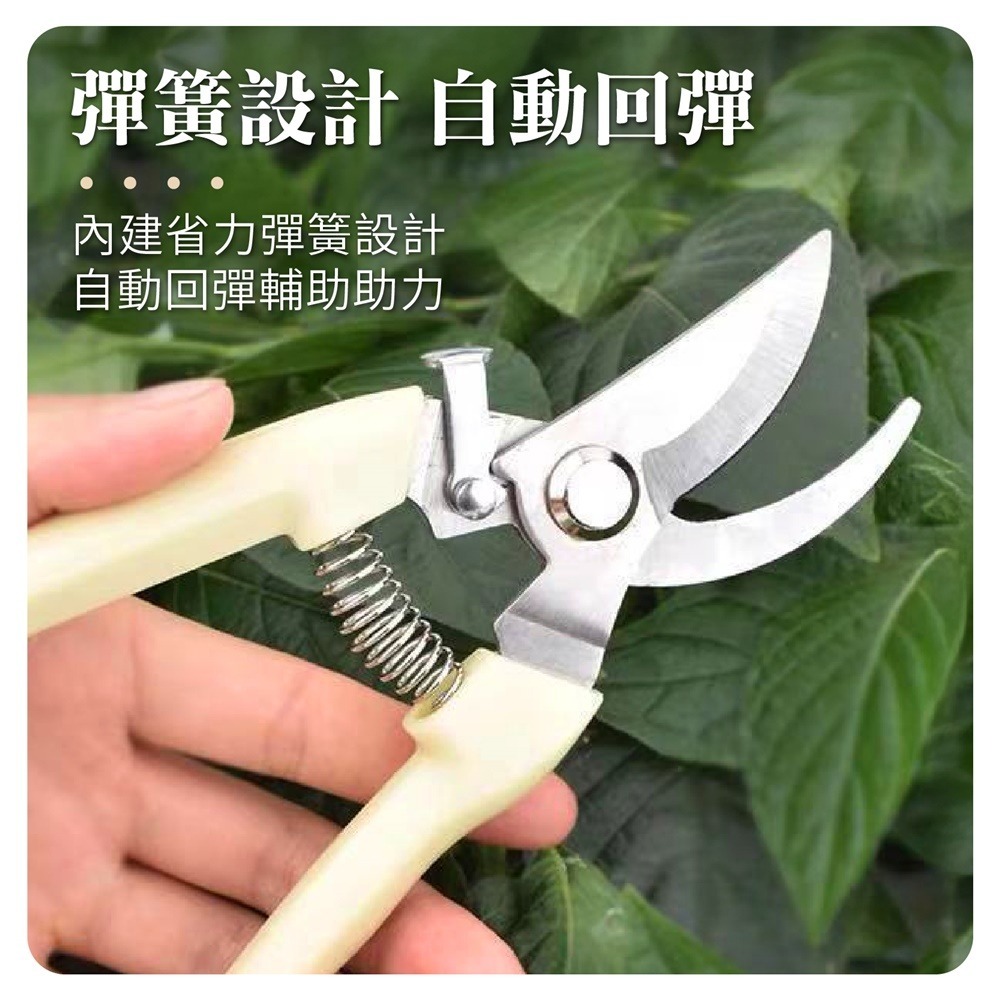 不鏽鋼 園藝剪刀 花園園藝剪 修枝剪刀 花藝剪刀 粗枝剪刀 園藝剪 果樹剪 修花剪刀 盆栽修剪-細節圖6