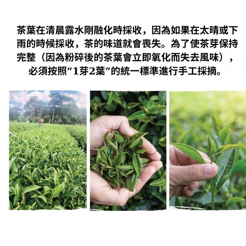 越南茉莉花茶 – 頂級茉莉花茶，來自越南心臟的清雅風味-細節圖2