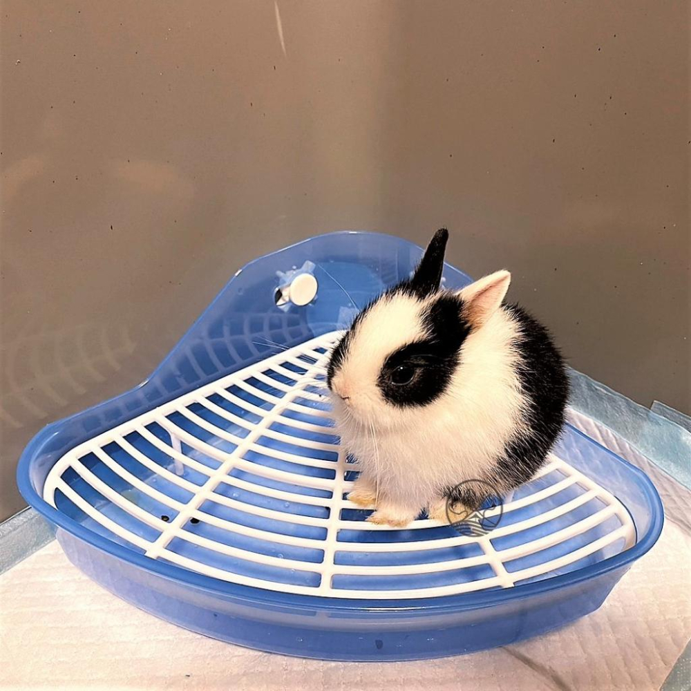🍀小福袋🍀PTM 小動物 雙層 便盆 小寵 侏儒兔 垂耳兔 獅子兔 安哥拉兔 尿盆 訓練 兔子-細節圖4