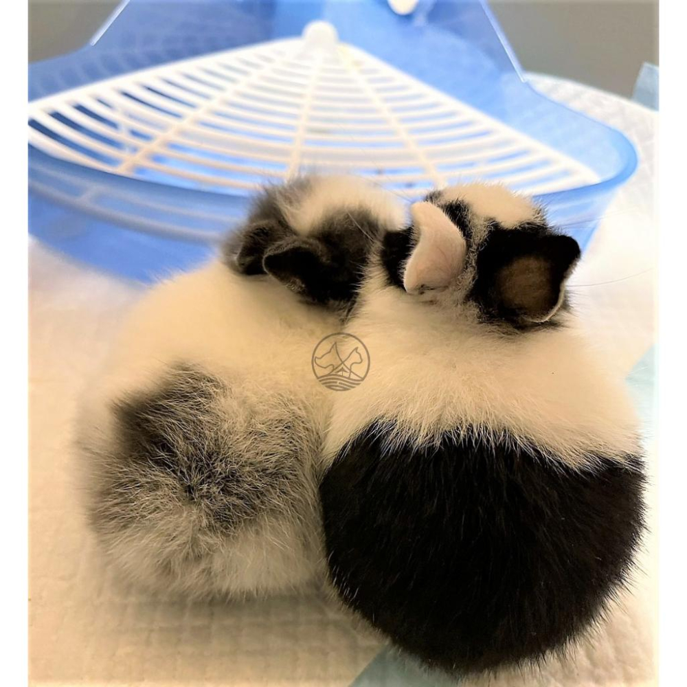 🍀小福袋🍀PTM 小動物 雙層 便盆 小寵 侏儒兔 垂耳兔 獅子兔 安哥拉兔 尿盆 訓練 兔子-細節圖2
