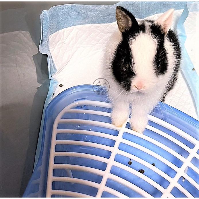 🍀小福袋🍀PTM 小動物 雙層 便盆 小寵 侏儒兔 垂耳兔 獅子兔 安哥拉兔 尿盆 訓練 兔子-細節圖3