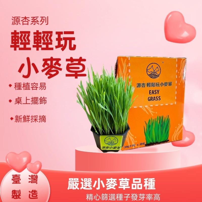 🎀小福袋🎀源杏 輕鬆玩 小麥草 一盒2盆入 養生 草本 優質小 蔬菜麥苗 葉綠素 培養土 種植盒 辦公觀賞盆栽-細節圖5
