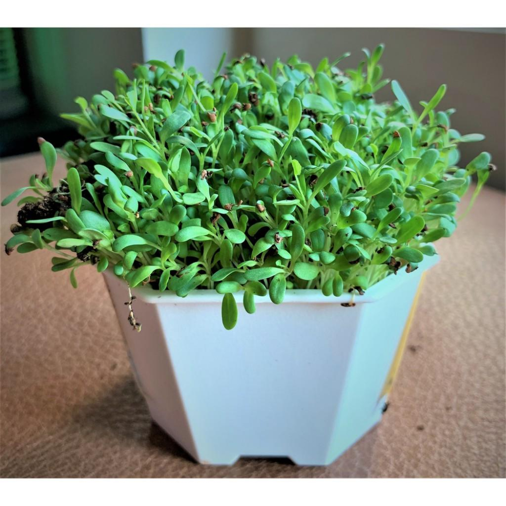 🎀小福袋🎀源杏輕鬆玩苜蓿 一盒2盆 栽培盒 精心挑選優質種子 貓草 DIY 辦公室桌面 生態果蔬植物-細節圖3