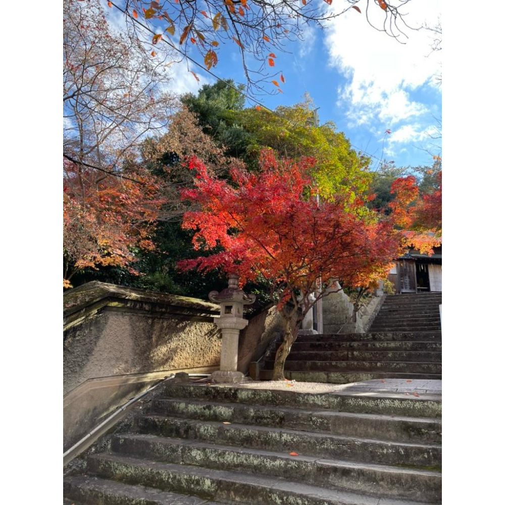 日本帶回～ 楓葉🍁  紅葉八幡宮 超美金運招福御守 金屬卡片 金屬御守-細節圖4