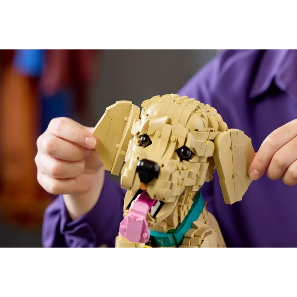 [樂享積木][可刷卡] LEGO 11384 小黃金獵犬 Golden Retriever Puppy ICONS系列-細節圖7