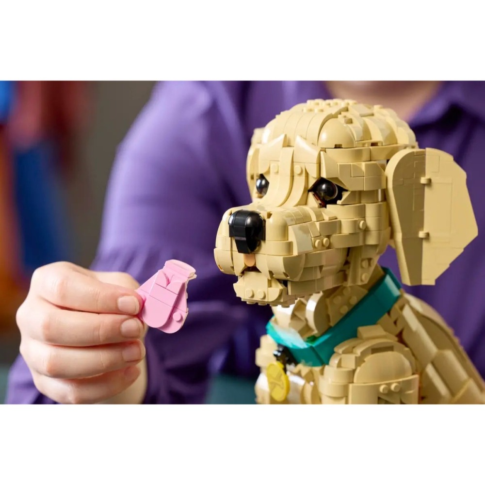 [樂享積木][可刷卡] LEGO 11384 小黃金獵犬 Golden Retriever Puppy ICONS系列-細節圖8