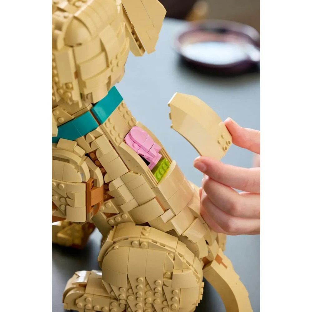 [樂享積木][可刷卡] LEGO 11384 小黃金獵犬 Golden Retriever Puppy ICONS系列-細節圖10