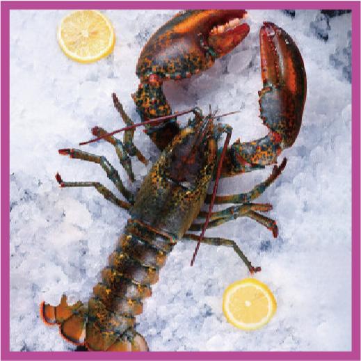 【八通食品】生波龍.南／專營餐廳、嚴選食材／挑戰最低價／龍蝦／熟凍／海鮮-細節圖2