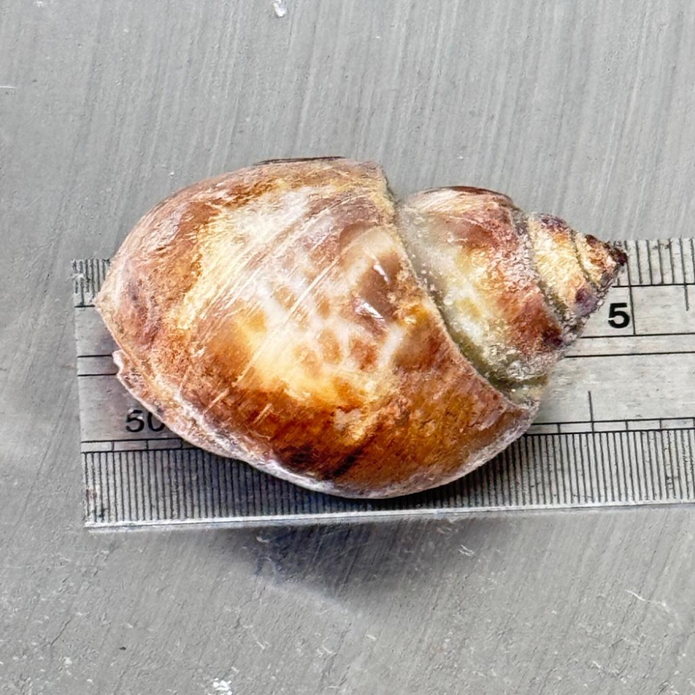 【八通食品】超大鳳螺／專營餐廳、嚴選食材／挑戰最低價／胡椒鳳螺／風螺／冷凍食品／下酒菜／海鮮-細節圖3