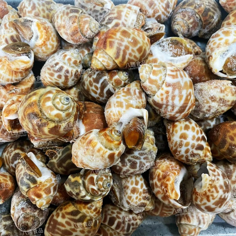 【八通食品】超大鳳螺／專營餐廳、嚴選食材／挑戰最低價／胡椒鳳螺／風螺／冷凍食品／下酒菜／海鮮-細節圖4